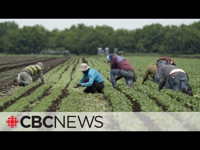 Canada's temporary foreign worker program linked to contemporary forms of slavery: UN