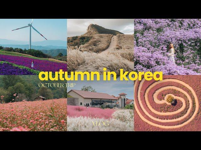 Every flower field I've visited in early Autumn in Korea | October trip | clarissaacindy
