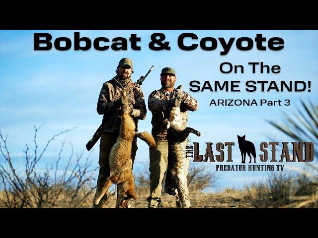 Bobcat & Coyote On Same Stand! Predators Of Arizona Part 3 - The Last Stand S7:E3