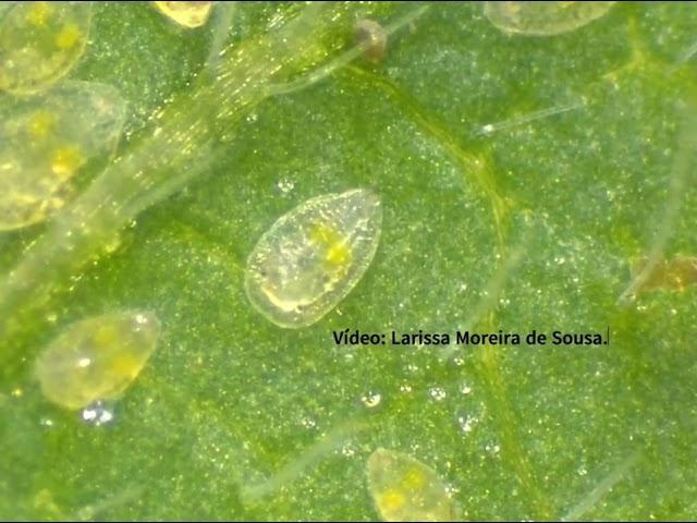 Bemisia tabaci whitefly development