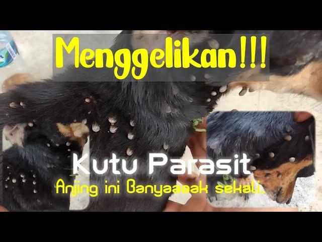 Menggelikan!!! Kutu Anjing Ini Banyak Sekali. Butuh 2 Jam untuk Membersihkannya