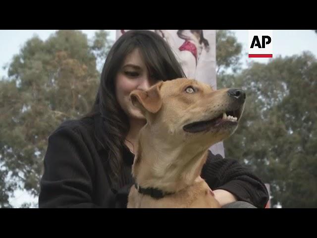 Pets of all kinds celebrated at Cairo animal fest