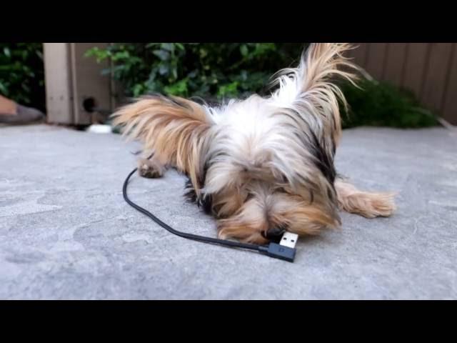 How pet-proof is the ZUS Cable?