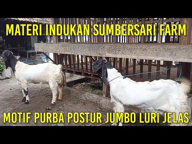 Indukan Kambing Super Luri Sentot pencetak Postur Jumbo | Sahabat Sapi Dolan kandang