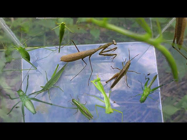 You must see!!! Hunt praying mantis, locust and grasshoppers in the grass of the countryside