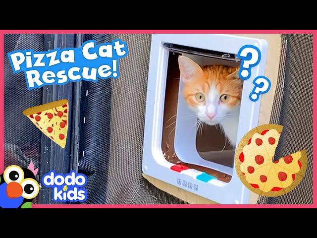 Let’s Rescue These Pizza Cats And Build Them A Catio! | Dodo Kids | Rescued!