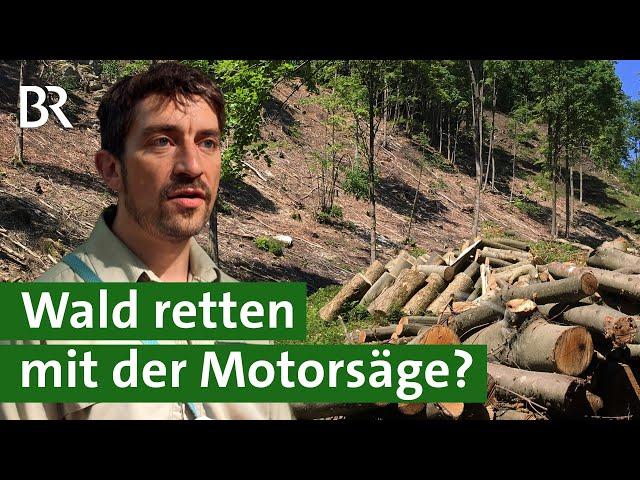 Mittelwald: Wald retten mit der Motorsäge? Bäume fällen gegen Klimawandel | Forst | Unser Land | BR