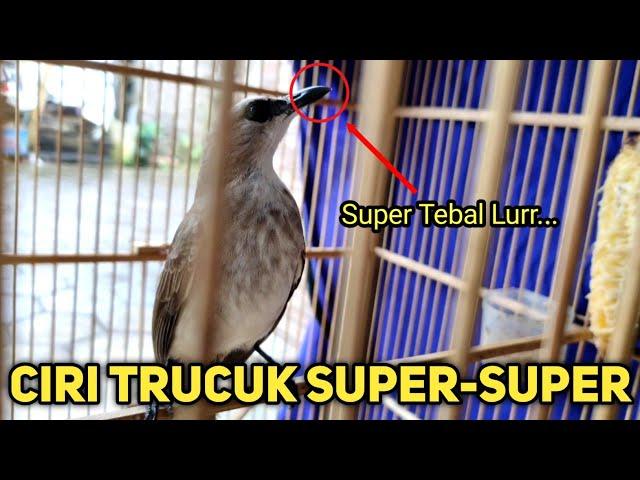 Dapat Trucukan Mewah, Ciri-ciri Trucukan Jago Uklik Super Murah