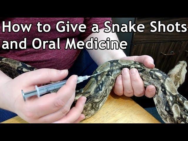 How to Medicate Snakes - Antibiotic Shots and Oral Medication