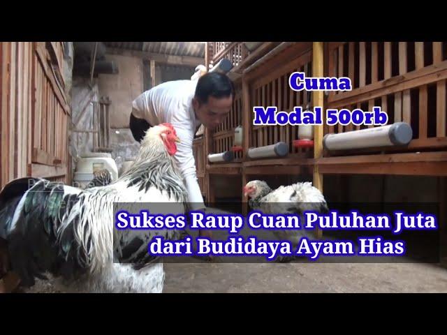 Cuma Pelihara Ayam Hias, Pemuda ini Cuan Hingga Puluhan Juta Rupiah