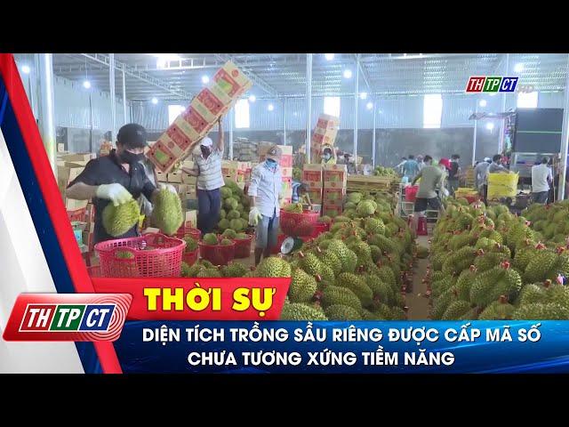 Diện tích trồng sầu riêng được cấp mã số chưa tương xứng tiềm năng| Cần Thơ TV