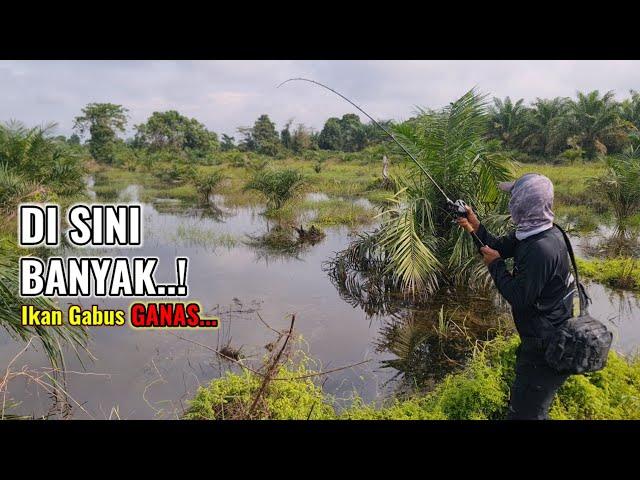 CASTING IKAN GABUS DI SPOT BANJIR || GANAS NYA SAMBARAN IKAN GABUS DI SAAT BANJIR