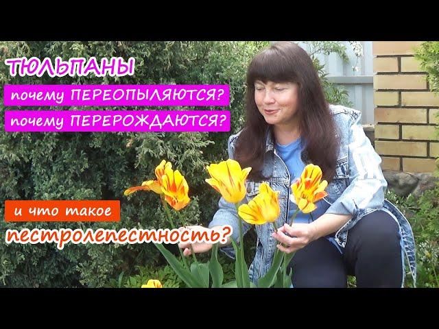 Могут ли тюльпаны ПЕРЕОПЫЛЯТЬСЯ? Почему тюльпаны меняют цвет? Что такое ПЕСТРОЛЕПЕСТНОСТЬ тюльпанов?