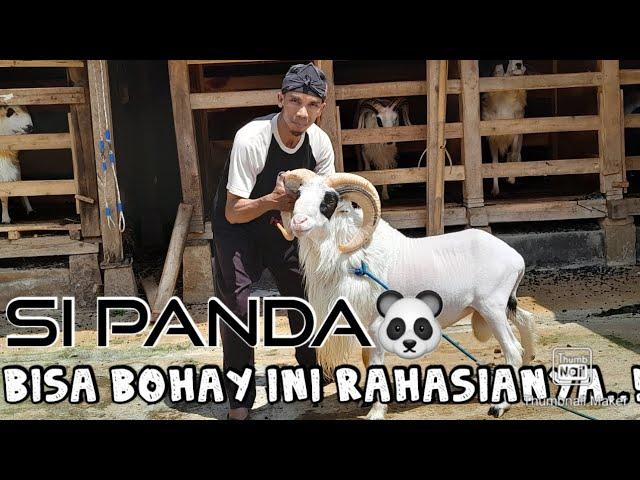 SI PANDA BISA BOHAY, INI RAHASIANYA..!