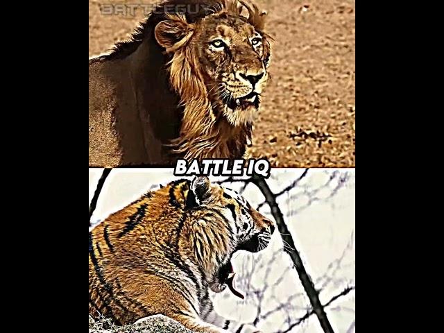 Lion vs Tiger (Base) [Remake] | #shorts #edit