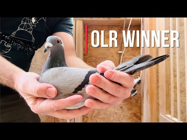 Our $$$ winning OLR racing pigeons are back!! Let's have a look!