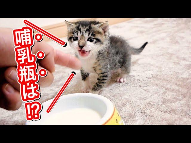 哺乳瓶を激おこで要求する生後２５日目の子猫。【保護猫】