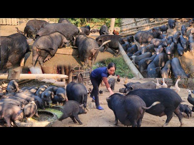 Lulu farm, harvested a corn field to feed more than 1000 pigs, the pigs ate well and became fat.