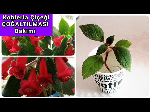 Kohleria Çiçeği. Kohleria Çiçeğinin Bakımı ve Çoğaltılması. Japon Küpelisi Çiçeği.