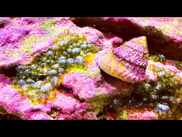 Explained: Common Ways To Combat Bubble Algae (Without Using Snake Oil On Your Reef Tank)