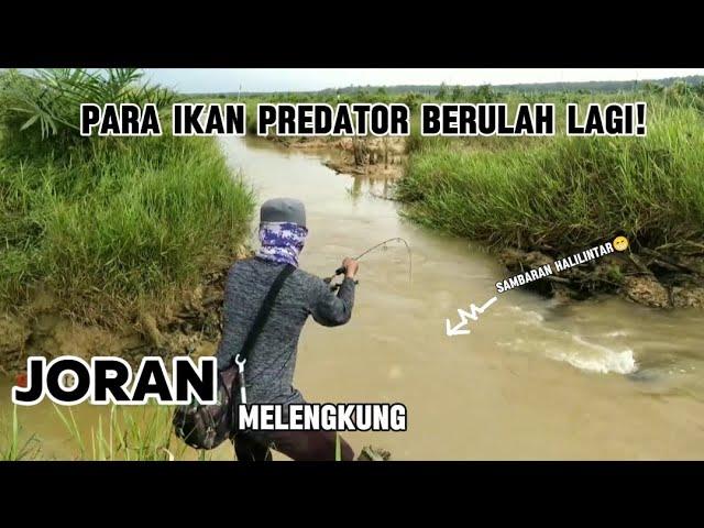 Seru! Menemukan Tempat Mancing Yang Banyak ikan Predator Ganas, Tarikannya Mantap