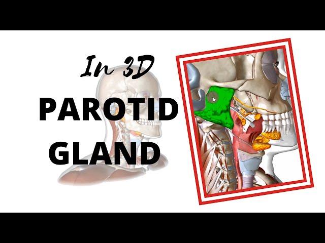 Anatomy of the Parotid Gland in 3D