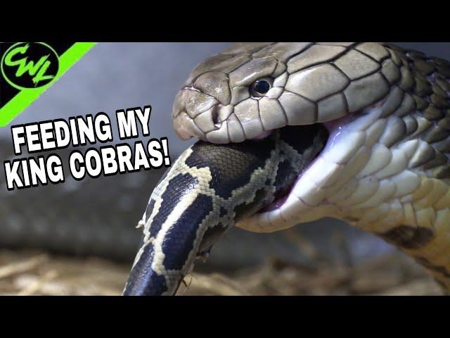 FEEDING MY KING COBRAS, PYTHONS!!!