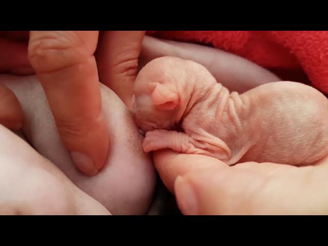 Help For Tiny Sphynx Kitten to Nurse  Emotional Moments