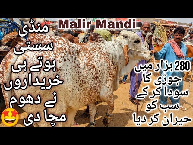 Malir Mandi Karachi Cattle Latest Rates Update 6 June 2024 | Cow Mandi 2024 | Bakra Eid Season 2024