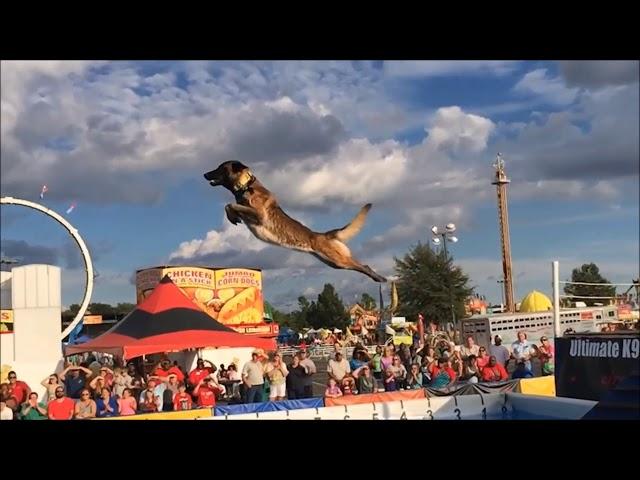 Belgian Malinois, Amazing Athlete!!!