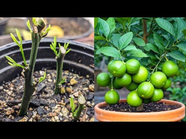 Lemon Tree Propagation Techniques At Home For Beginners