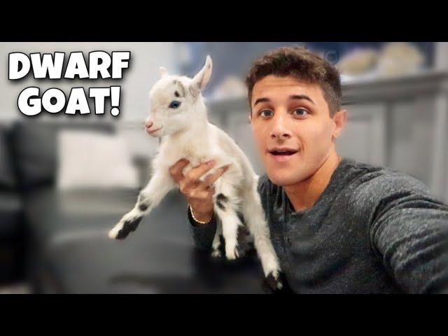 My NEW PET MINI HOUSE GOAT!! (Adorable)