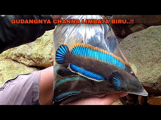 BERUNTUNG..!! Menemukan Gudangnya Channa Limbata Berwarna Biru || Cara Mencari Ikan Channa Limbata