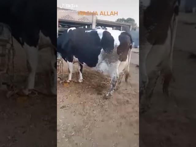 38kg milk cow