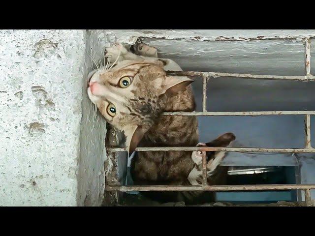 The Cat head stuck out of the iron Window in the Shop, Really Needed Help