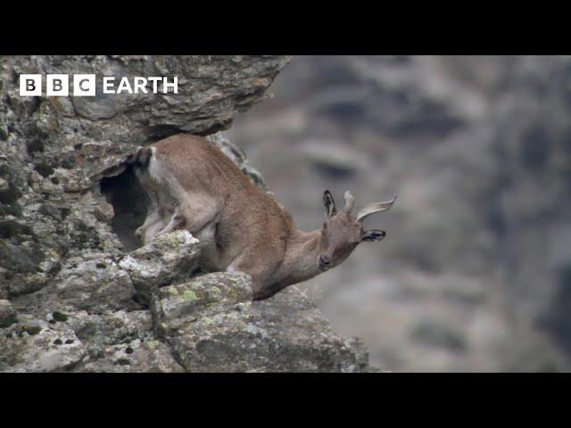 Baby Goats do Parkour to Escape a Leopard | Animal Babies | BBC Earth Kids