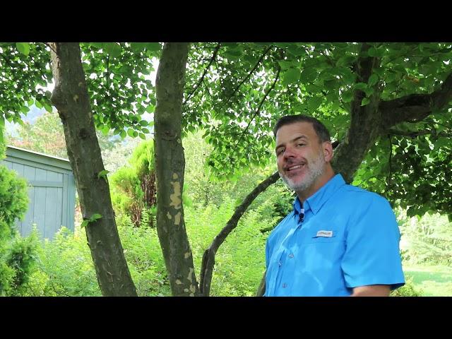 Kousa dogwood (Cornus kousa) (syn. Benthamidia japonica) - Plant Identification