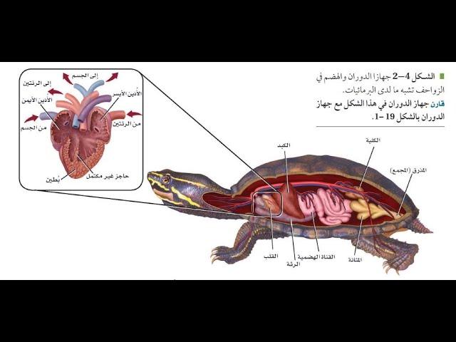 الزواحف الجزء الأول