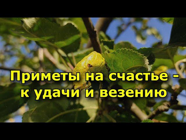 Приметы на счастье – к удачи и везению.