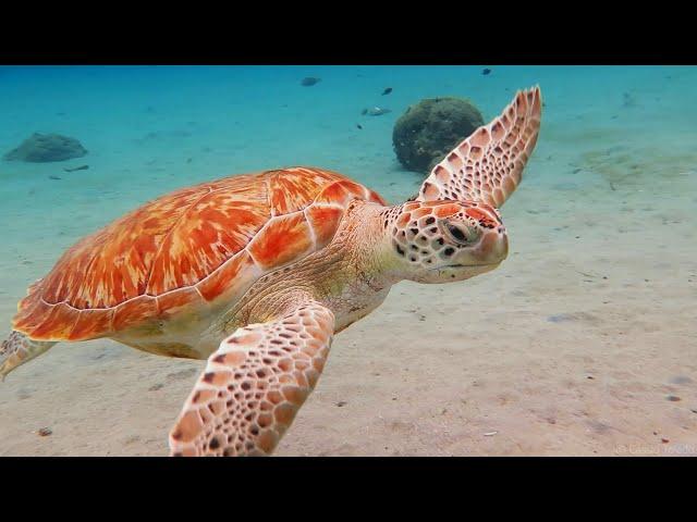 Minuto Relaxar - Tartaruga Marinha e Música Relaxante