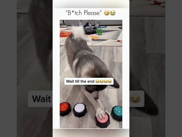 #cat #dog #dogs #cut #cute #love #lovegod #funny #funnyvideo #virla #viralvideo #foryou #foryoupage