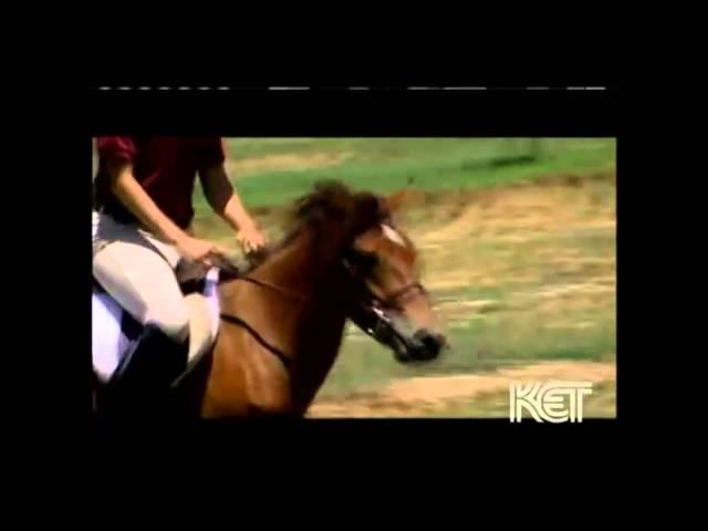 Gotland Pony - endangered breed documentary - Kentucky Life TV