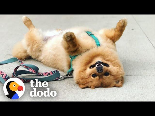 Pomeranian Takes "Playing Dead" To A Whole New Level | The Dodo Little But Fierce