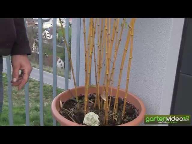 Der eindrucksvolle gelbhalmige Phyllostachys aureosulcata