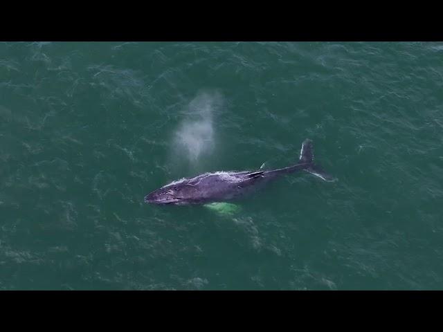 Hamptons Drone Captures Humpback Feeding just yards from shore- Southampton 8/21/23