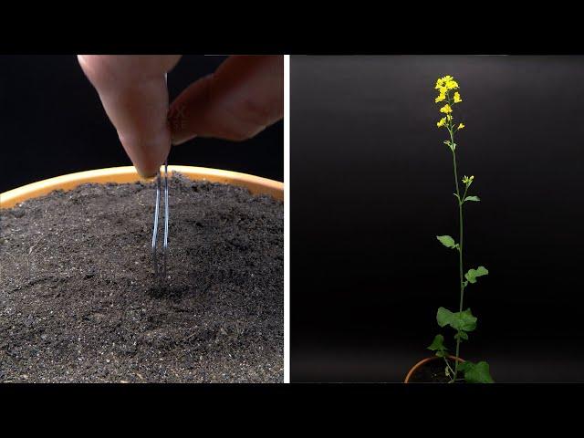 Growing Mustard Time Lapse - Seed To Flower in 37 Days