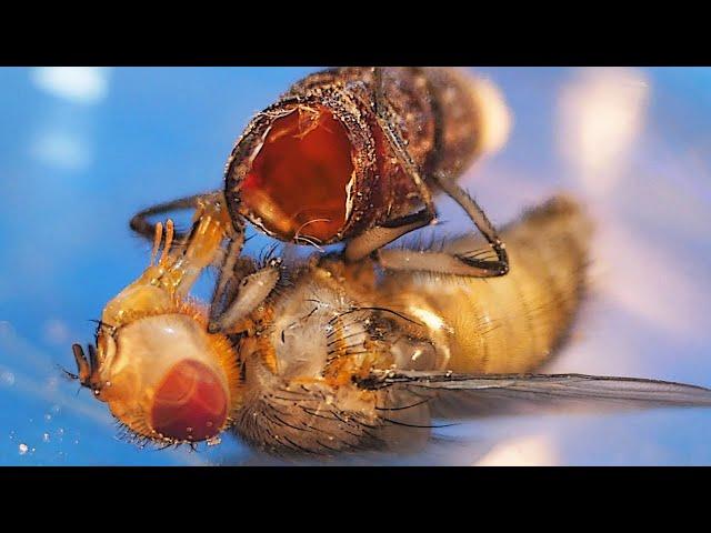 HOW A MAGGLY TURNS INTO A FLY: METAMORPHOSIS