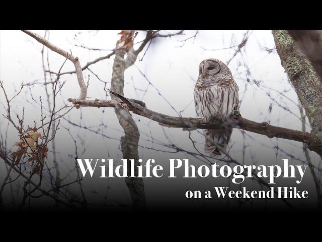 Wildlife Photography on a Weekend Hike