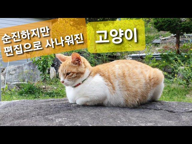 순진하지만 편집으로 사나워진 고양이 | Wild Cat | 목걸이를 찬 고양이