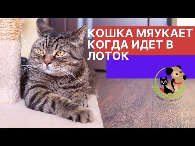 Почему кошка мяукает перед тем, как сходить в туалет?